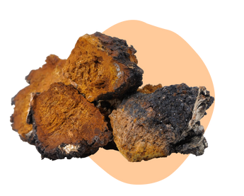 Chaga