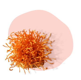 Cordyceps