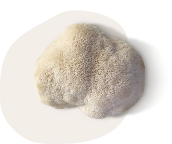 Lion's Mane