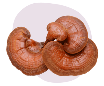 Reishi