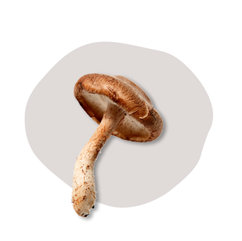 Shiitake