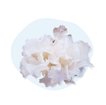 Tremella