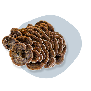 Turkey Tail