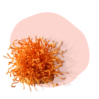 Cordyceps is a functional mushroom for athletes