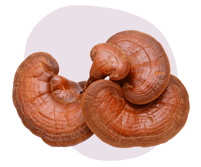 Reishi is a functional mushroom for athletes