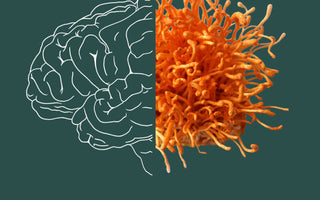 Umbo Cordyceps Brain