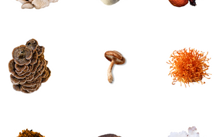 choosing the right functional mushroom for your sport