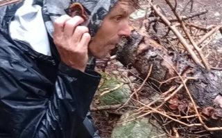 Listening To The Woods