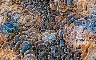 Turkey Tail functional mushroom, the second brain immunity booster