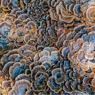 Turkey Tail functional mushroom, the second brain immunity booster