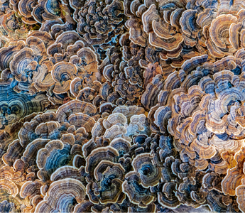 Turkey Tail functional mushroom, the second brain immunity booster