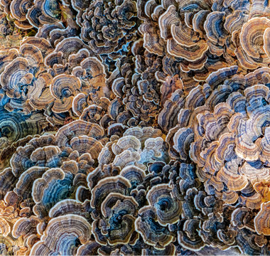 Turkey Tail functional mushroom, the second brain immunity booster