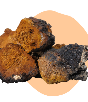 Chaga