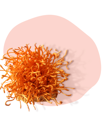 Cordyceps