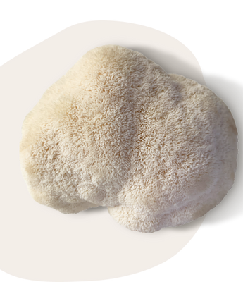 Lion's Mane