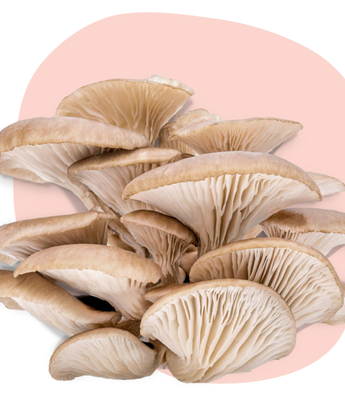 Oyster