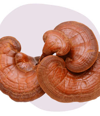 Reishi