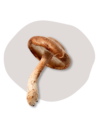 Shiitake