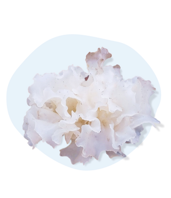 Tremella