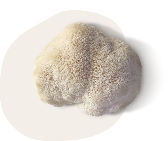 Lion's Mane is a functional mushroom for athletes