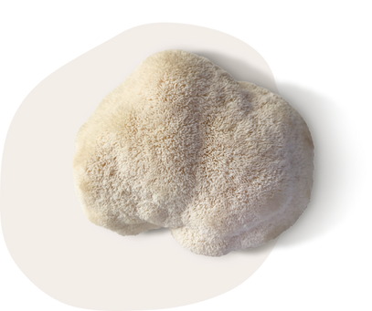 Lion's Mane is a functional mushroom for athletes