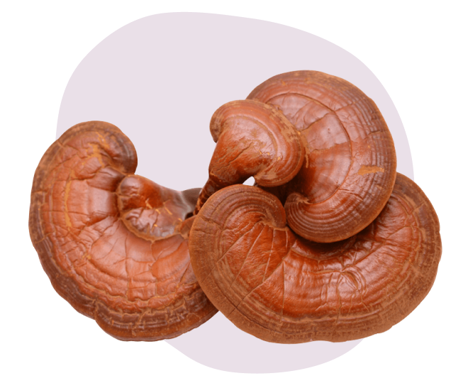 Reishi is a functional mushroom for athletes